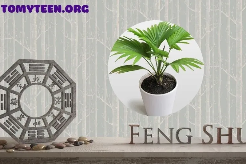 Ý Nghĩa Của Cây Cọ Cảnh Trong Phong Thuỷ