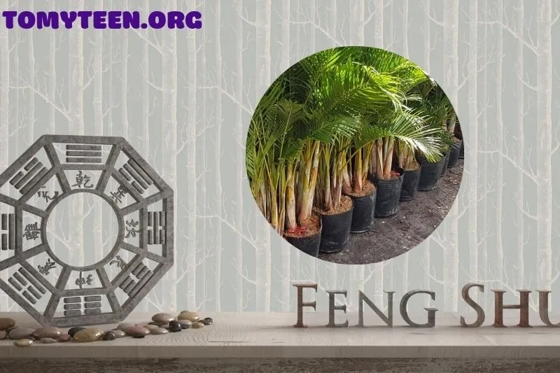 Ý nghĩa của cây dừa cảnh trong phong thủy
