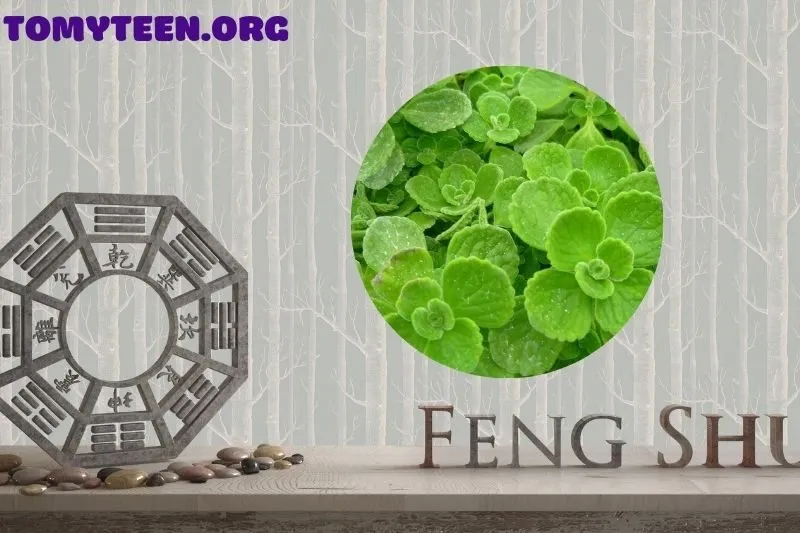 Ý nghĩa của cây sen thơm trong phong thủy