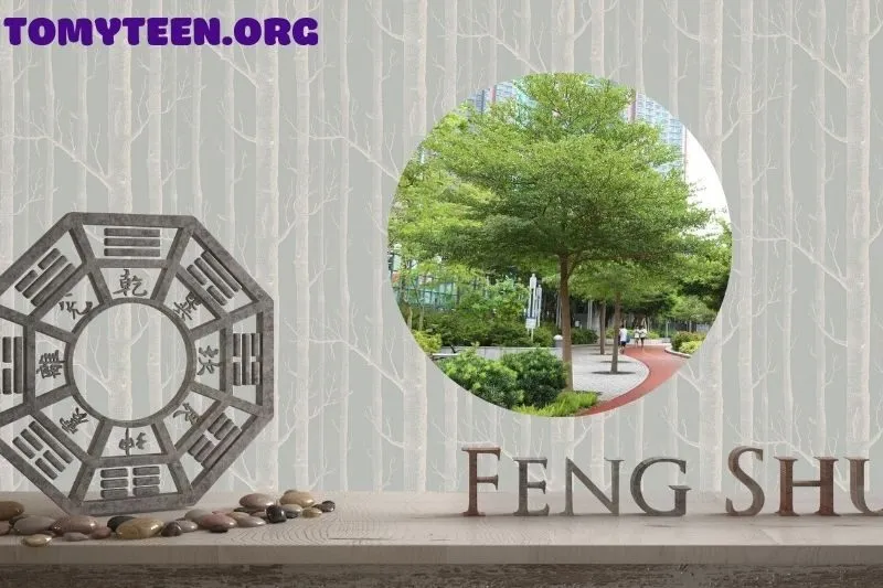 Ý nghĩa phong thủy của cây Bàng Đài Loan