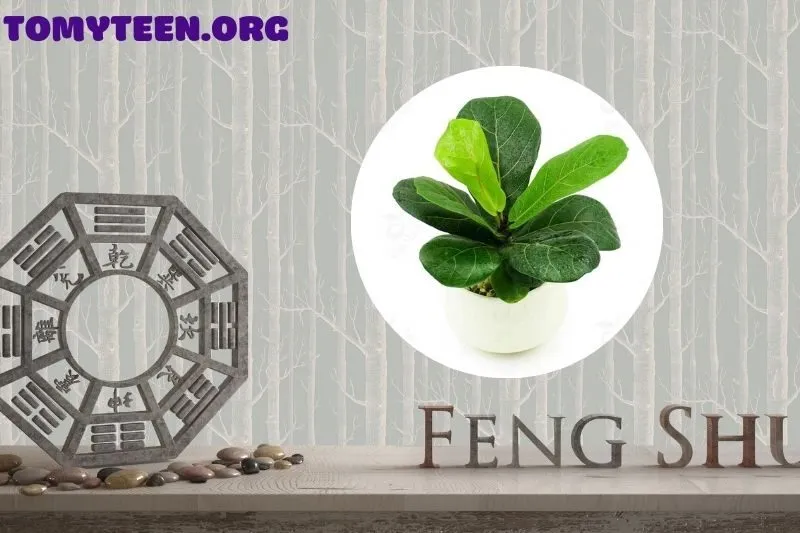 Ý nghĩa phong thuỷ của cây bàng Singapore