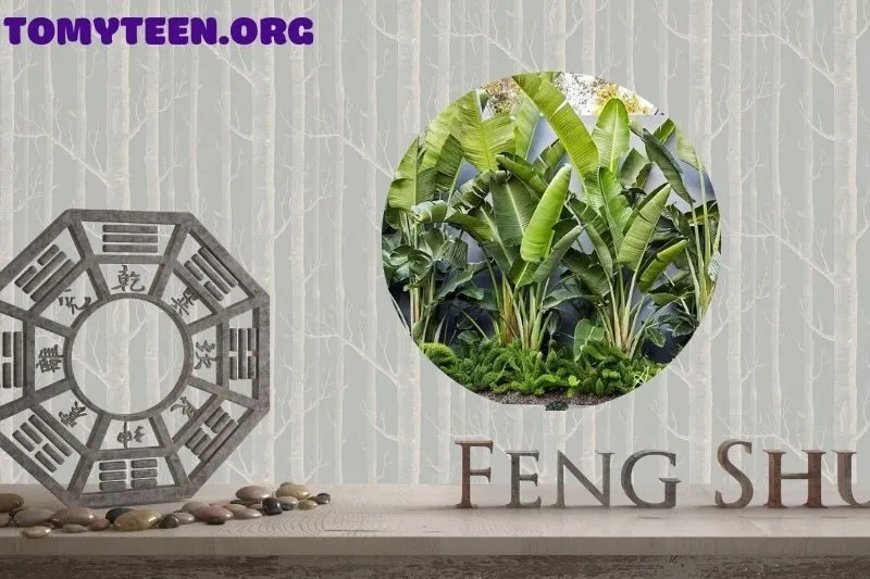 Ý Nghĩa Phong Thuỷ Của Cây Chuối Cảnh