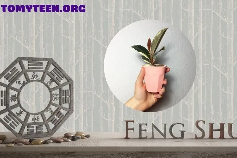 Ý nghĩa phong thủy của cây đa búp đỏ