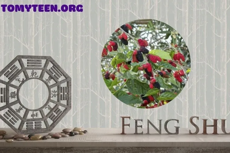 Ý nghĩa phong thủy của cây dâu tằm