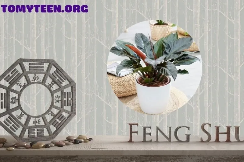 Ý nghĩa phong thủy của cây Đế Vương