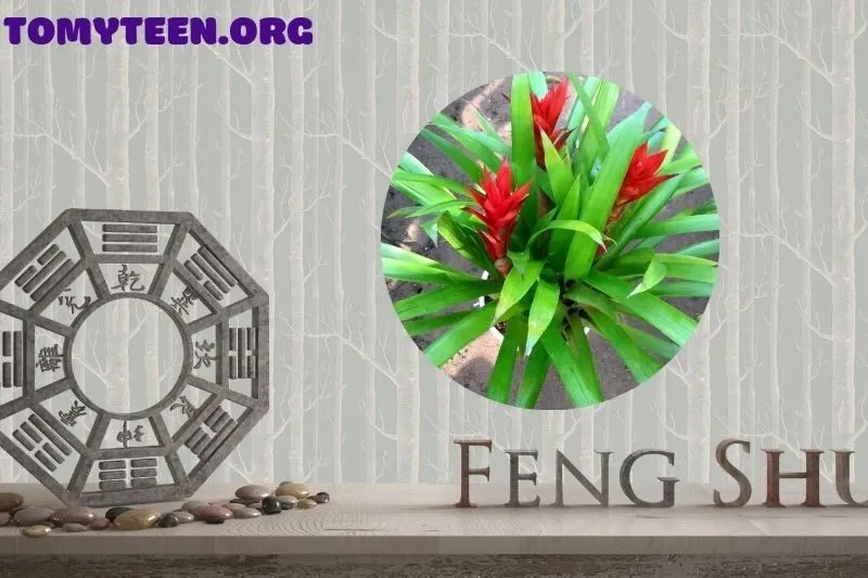 Ý nghĩa phong thuỷ của cây dứa cảnh nến