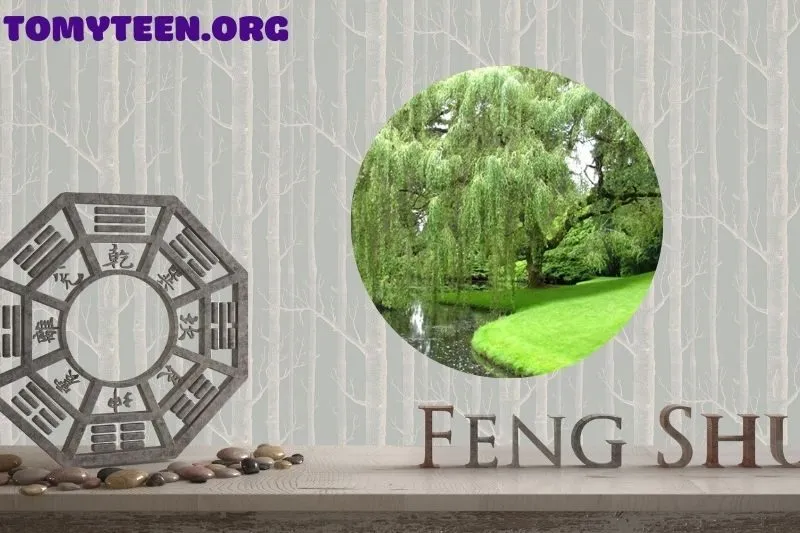 Ý nghĩa phong thủy của cây dương liễu