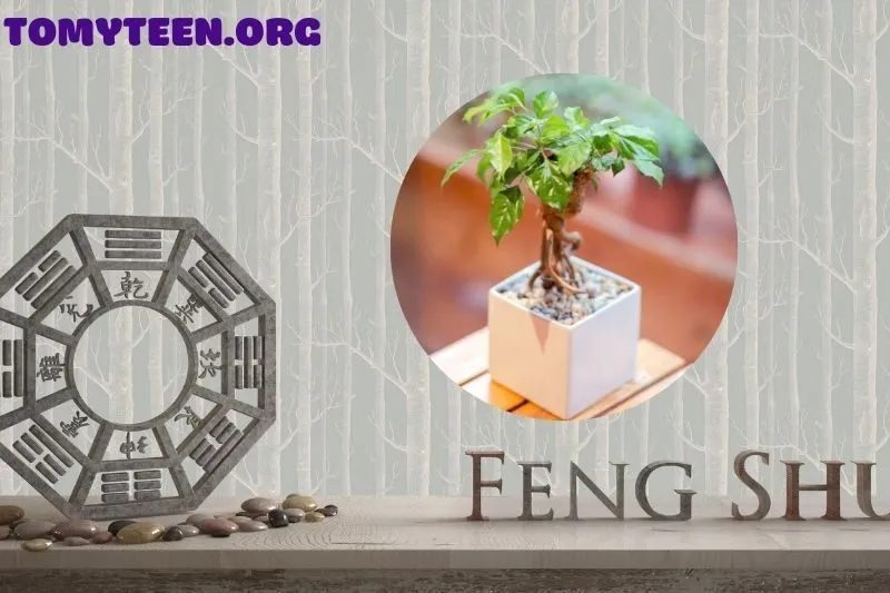 Ý nghĩa phong thuỷ của cây hạnh phúc