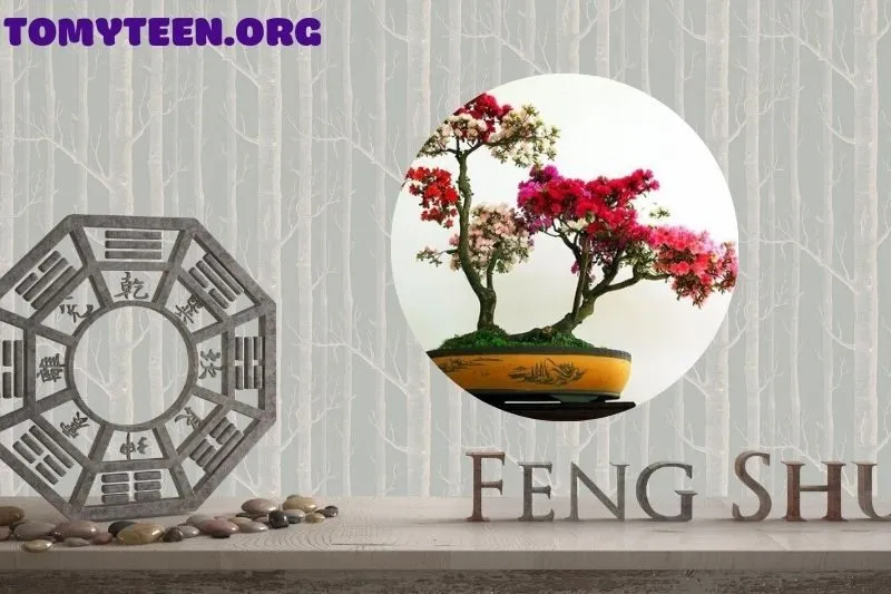 Ý nghĩa phong thủy của cây hoa giấy