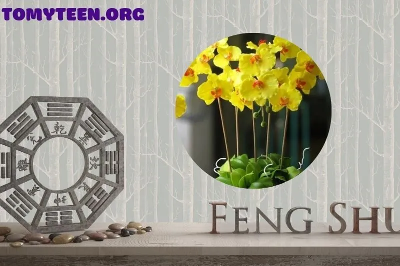 Ý Nghĩa Phong Thủy Của Cây Hoa Lan