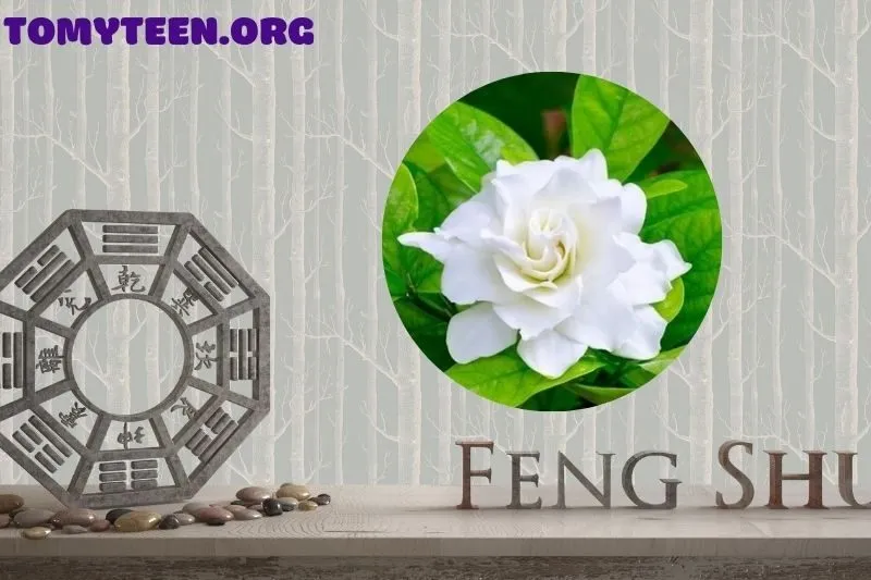 Ý nghĩa phong thủy của cây hoa nhài