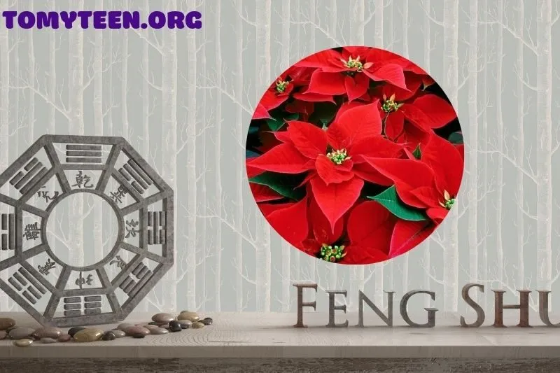 Ý nghĩa phong thủy của cây hoa trạng nguyên