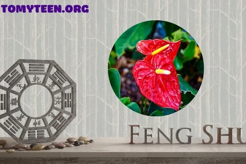 Ý nghĩa phong thuỷ của cây hồng môn trong gia đình