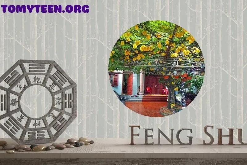 Ý nghĩa phong thủy của cây khế trong đời sống gia đình