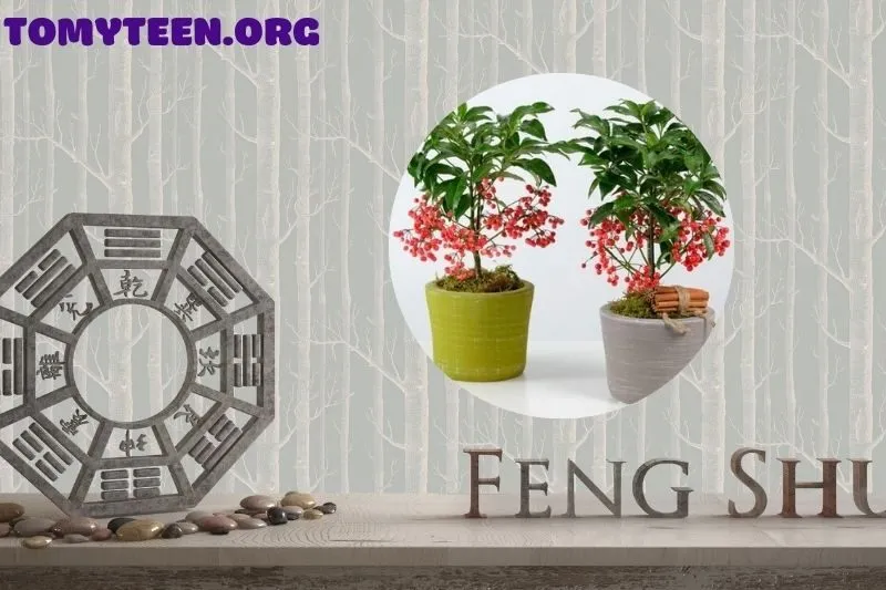 Ý nghĩa phong thuỷ của cây kim ngân