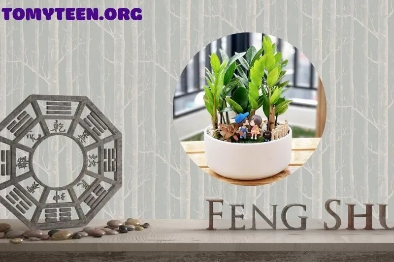 Ý nghĩa phong thủy của cây kim tiền