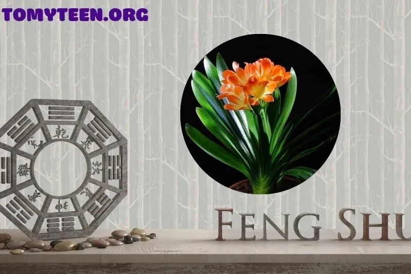 Ý nghĩa phong thuỷ của cây lan quân tử