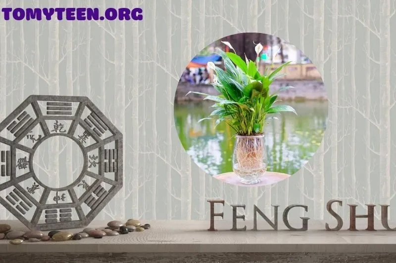 Ý nghĩa phong thủy của cây lan ý