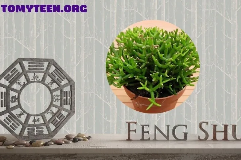 Ý Nghĩa Phong Thủy Của Cây Lộc Nhung