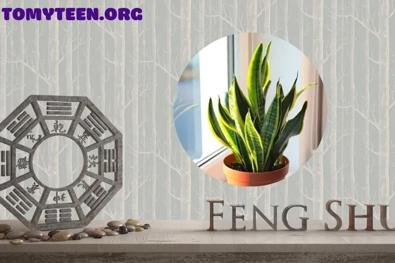 Ý nghĩa phong thủy của cây lưỡi hổ