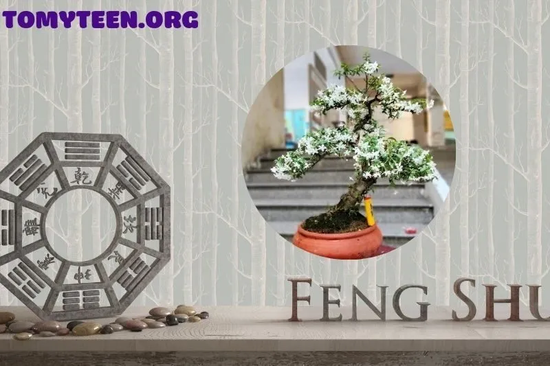 Ý nghĩa phong thủy của cây mai chiếu thủy