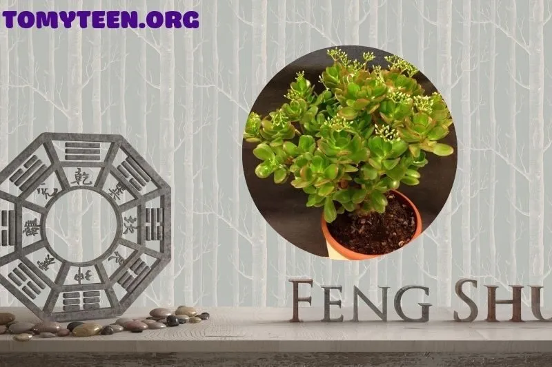 Ý nghĩa phong thủy của cây ngọc bích