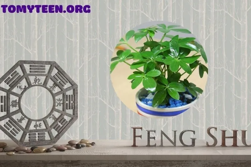 Ý nghĩa phong thủy của cây ngũ gia bì