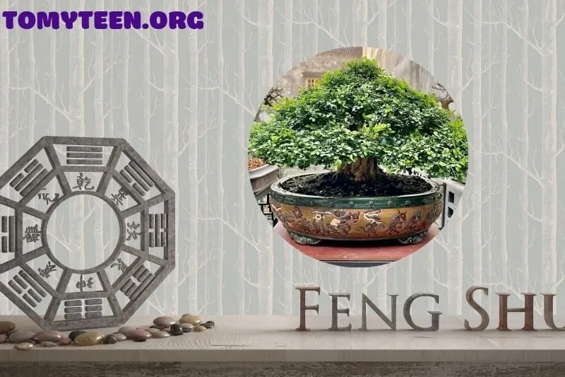 Ý nghĩa phong thủy của cây nguyệt quế