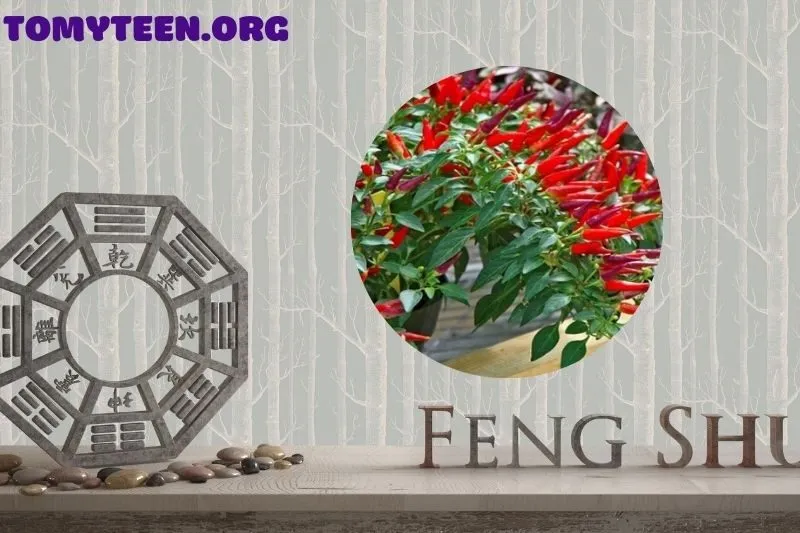 Ý nghĩa phong thủy của cây ớt