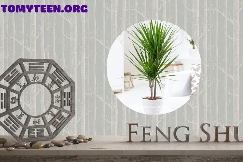 Ý Nghĩa Phong Thủy Của Cây Phất Dụ