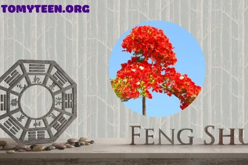 Ý nghĩa phong thủy của cây phượng vĩ bonsai