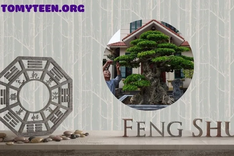 Ý nghĩa phong thủy của cây Sanh