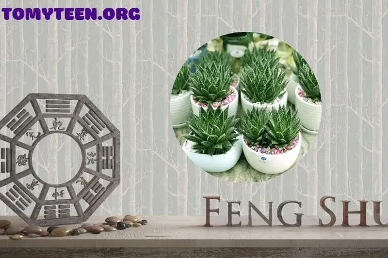 Ý Nghĩa Phong Thuỷ Của Cây Sen Đá