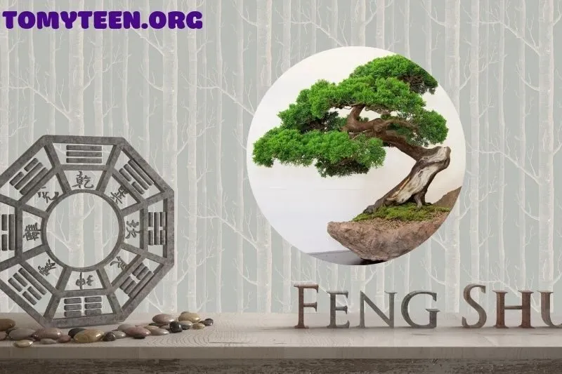 Ý nghĩa phong thuỷ của cây si cảnh