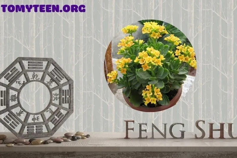 Ý Nghĩa Phong Thủy Của Cây Sống Đời