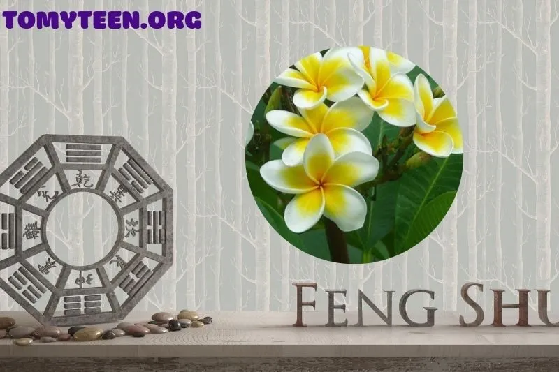 Ý nghĩa phong thủy của cây sứ đại