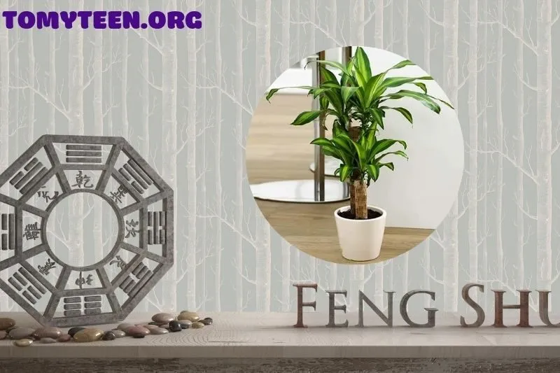 Ý nghĩa phong thủy của cây thiết mộc lan