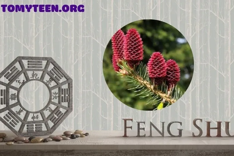 Ý nghĩa phong thủy của cây thông đỏ