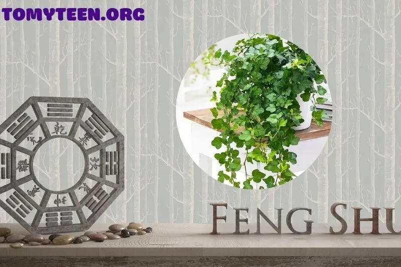 Ý nghĩa phong thủy của cây thường xuân
