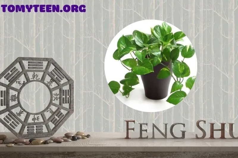 Ý Nghĩa Phong Thuỷ Của Cây Trầu Bà