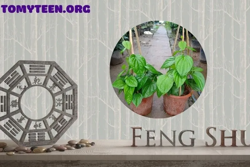 Ý nghĩa phong thủy của cây trầu không