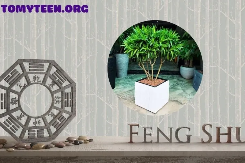 Ý nghĩa phong thủy của cây trúc bách hợp