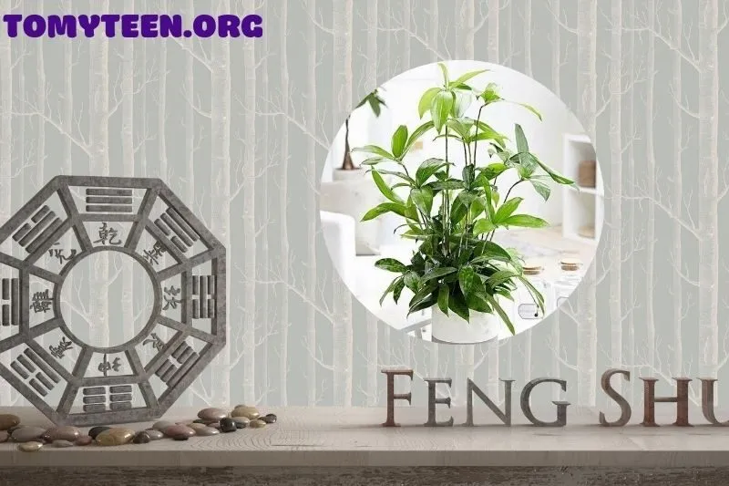 Ý nghĩa phong thủy của cây trúc Nhật