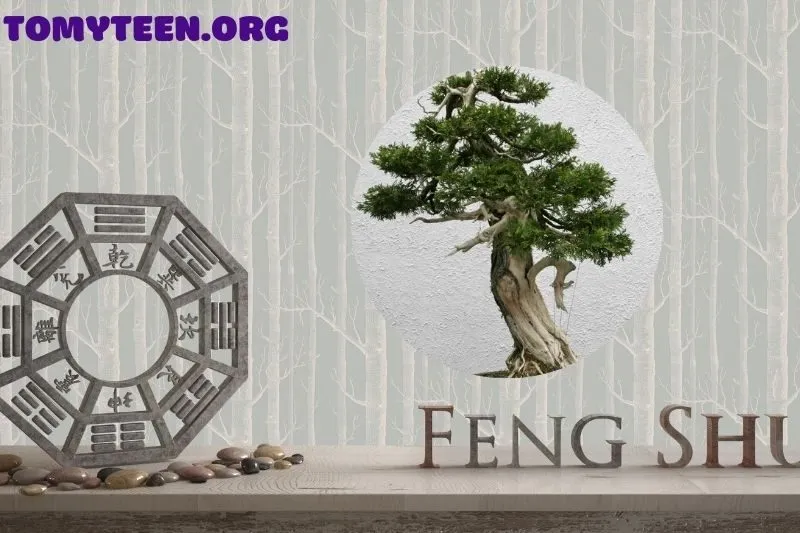 Ý nghĩa phong thủy của cây tùng bách