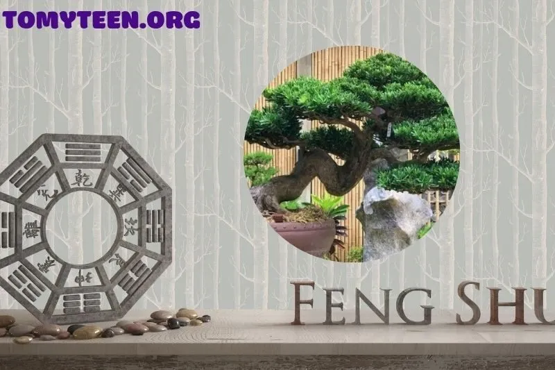 Ý nghĩa phong thủy của cây tùng la hán