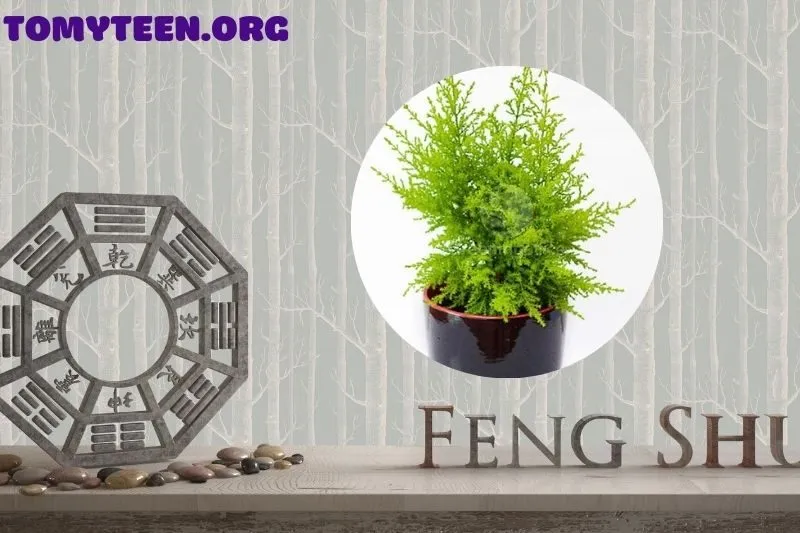 Ý nghĩa phong thuỷ của cây tùng thơm