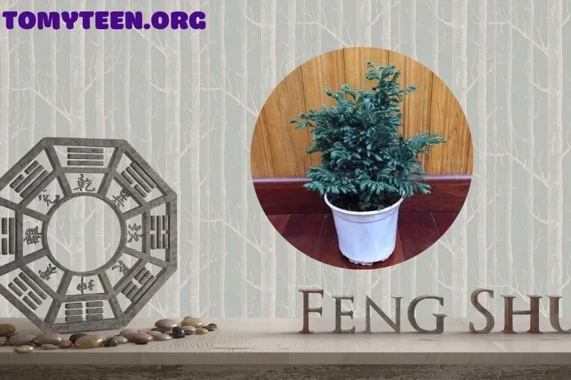 Ý nghĩa phong thủy của cây tuyết tùng