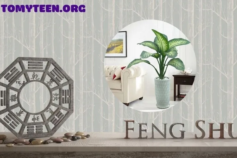 Ý Nghĩa Phong Thuỷ Của Cây Vạn Niên Thanh