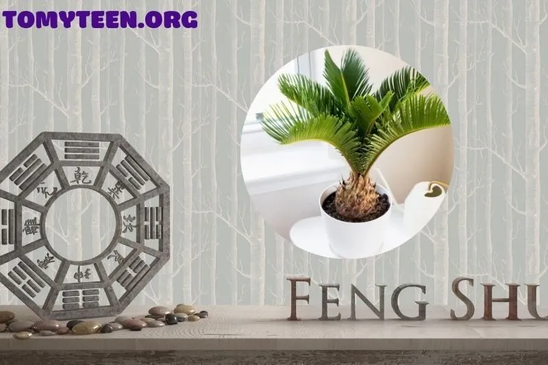 Ý nghĩa phong thủy của cây vạn tuế