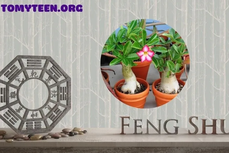 Ý nghĩa phong thuỷ đặc biệt của cây sứ thái